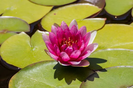 先锋娱乐 移动应用背景